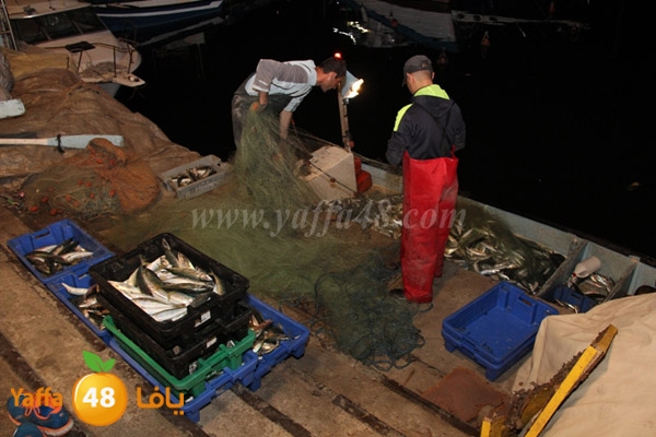 fishes in jaffa 0107 (14).JPG